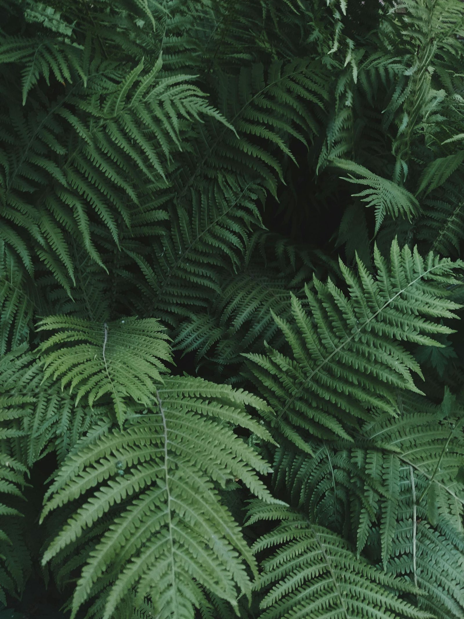 New Zealand ferns