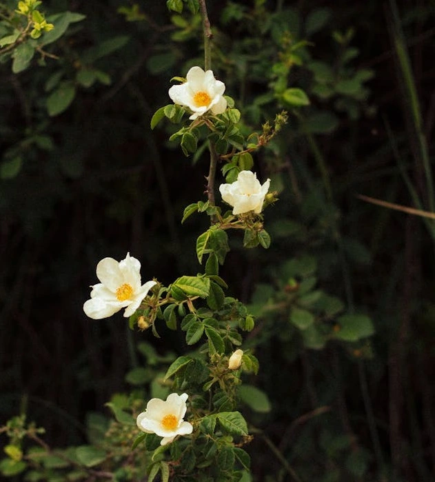 Shaklee NZ ambassador morning flowers in nature
