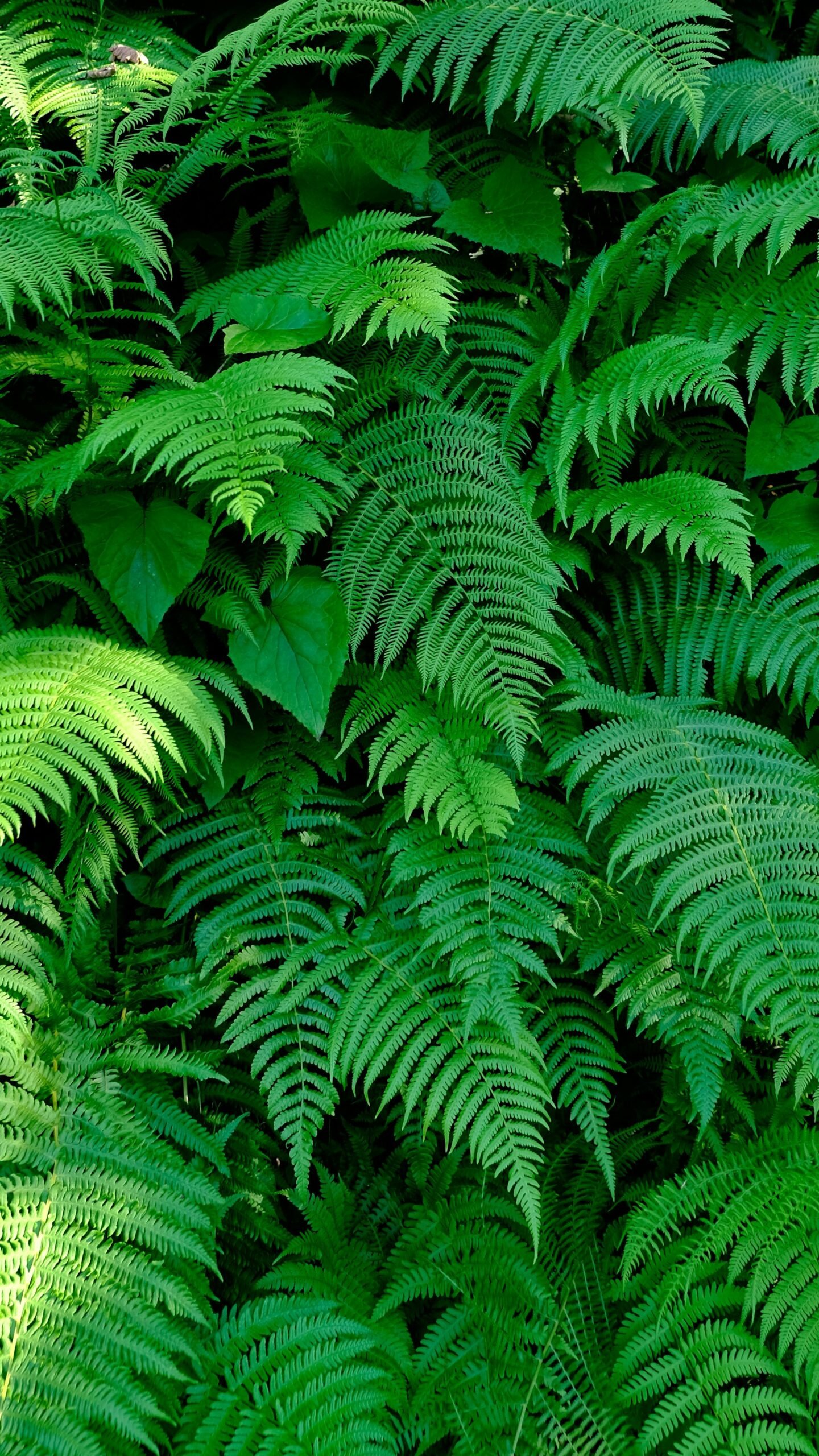 New Zealand light ferns